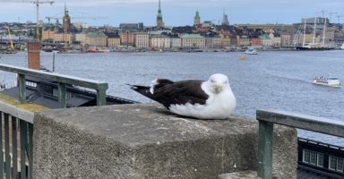 グラミー賞を目指して、スウェーデンに!? 世界トップクラスのミュージシャンが集まるストックホルムでco-writeをする意義